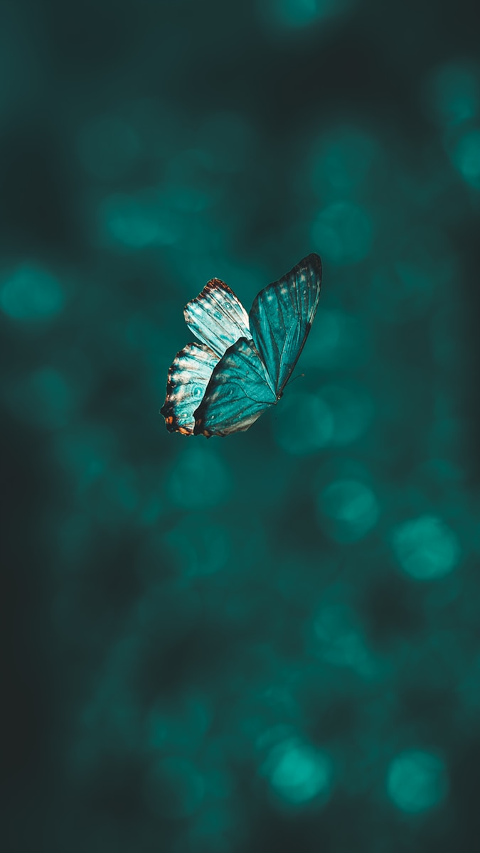 Photo by AARN GIRI blue and black butterfly in close up photography